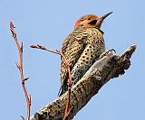 Flicker Out On A Limb_53303